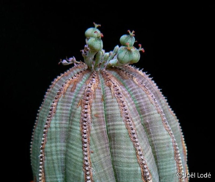 Euphorbia obesa (female) P1220168